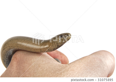 Slow worm (Anguis fragilis) on a white background 31075895