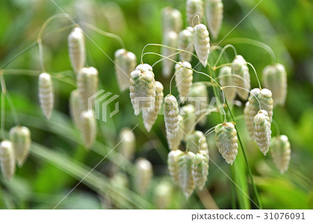 Cobanx (Oryza grass) Cobanx (Oryza grass) 31076091