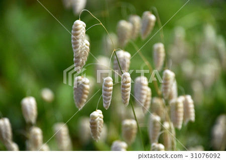 Cobanx（Oryza草） 31076092