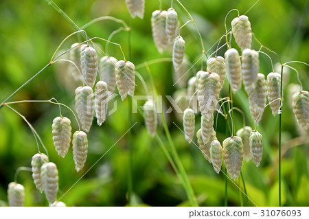 Cobanx(Oryza草) Cobanx(Oryza草) 31076093