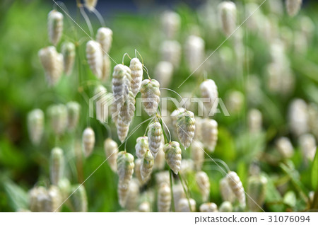 Cobanx（Oryza草） 31076094