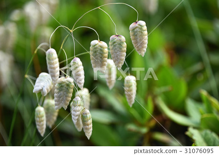 Cobanx (Oryza grass) 31076095