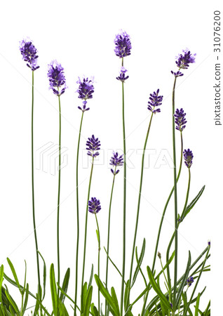 Flower picture book 31076200