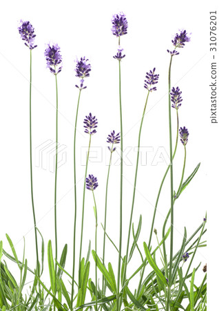 Flower picture book 31076201