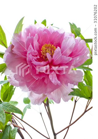 Flower picture book 31076202