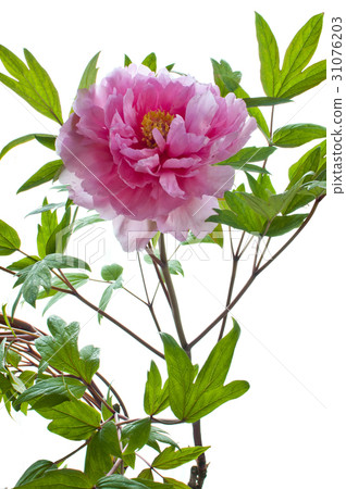 Flower picture book Flower picture book 31076203