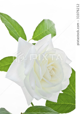 花圖畫書 花圖畫書 31076212