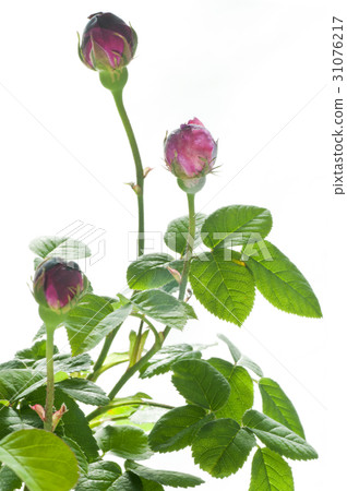 花圖畫書 31076217