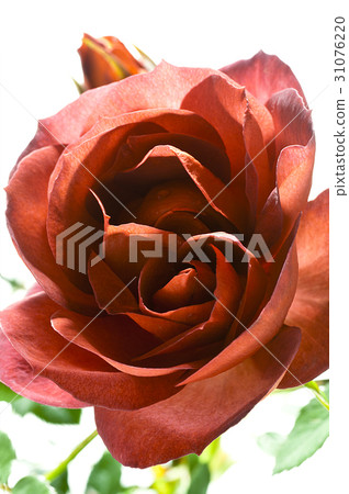 花圖畫書 31076220