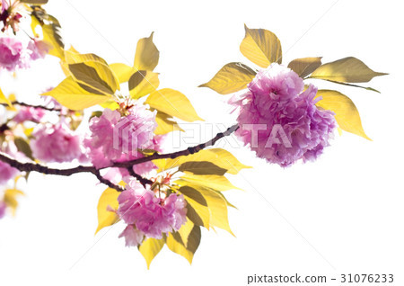 花圖畫書 花圖畫書 31076233