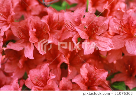 Bright red azalea flowers spring flowers 31076363