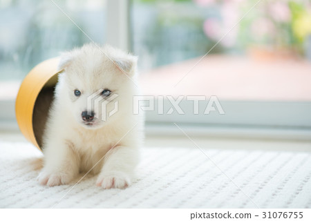 Happy puppy playing 31076755