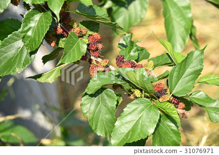 Mulberry Mulberry 31076971