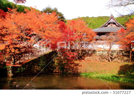 Yenji (Hyogo prefecture Tamba city) Autumn leaves in the precincts 31077227