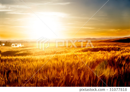 Wheat fields and sunset landscape. 31077818