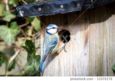 Blue tit at a birdhouse 31078178