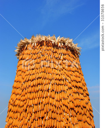 stack of ripe corn with blue sky stack of ripe corn with blue sky 31078656