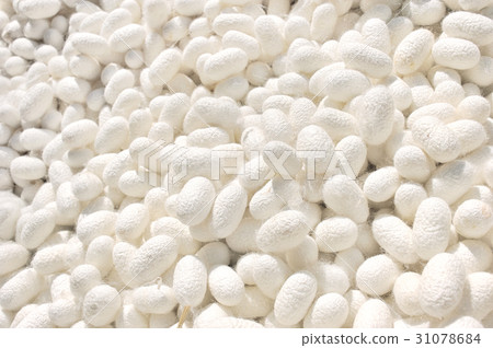 White silkworm cocoons, use as background 31078684
