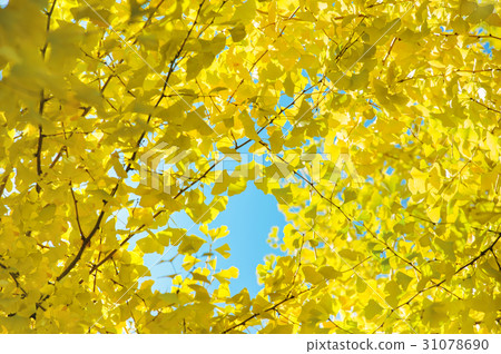 Gingo leaves over the blue sky background.. Gingo leaves over the blue sky background.. 31078690