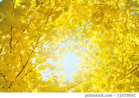 Gingo leaves over the blue sky background.. Gingo leaves over the blue sky background.. 31078691
