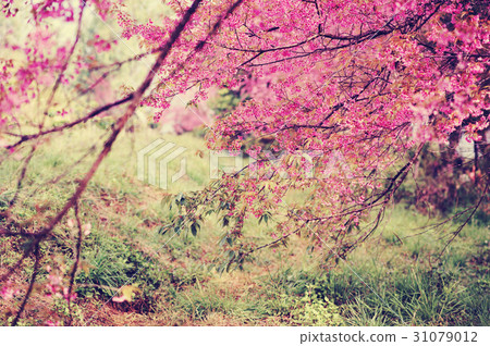 Cherry Blossom or pink Sakura flower in the garden Cherry Blossom or pink Sakura flower in the garden 31079012