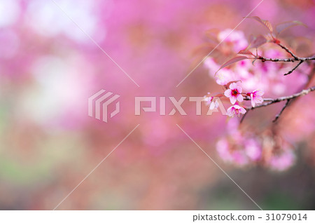 Cherry Blossom or Sakura flower 31079014