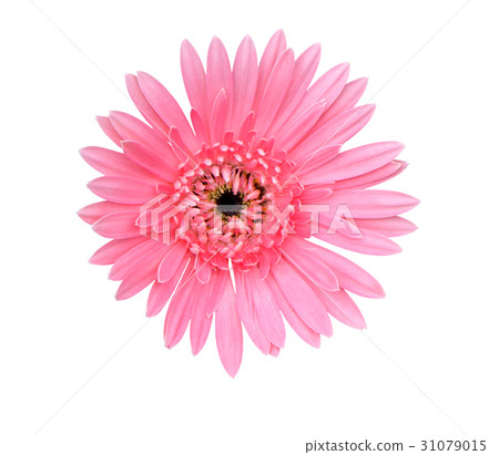 pink gerbera flower isolated with clipping path pink gerbera flower isolated with clipping path 31079015