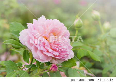 Beautiful pink rose in the garden Beautiful pink rose in the garden 31079016