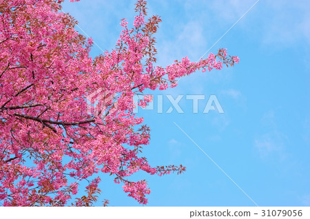 Cherry Blossom flower against the blue sky 31079056