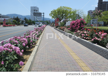 橫向的玫瑰〜廣島縣福山市玫瑰公園前〜 橫向的玫瑰〜廣島縣福山市玫瑰公園前〜 31079145