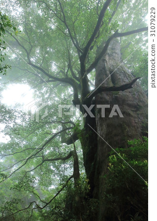 屋久島 屋久島 31079229
