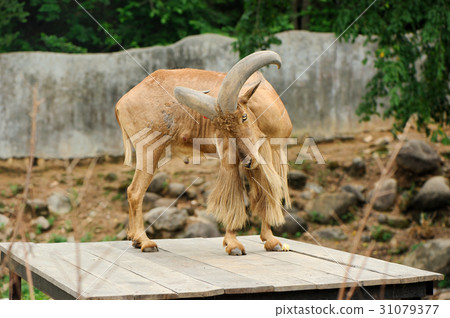 barbary sheep 31079377
