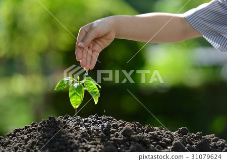 Children's hands watering a young plant 31079624