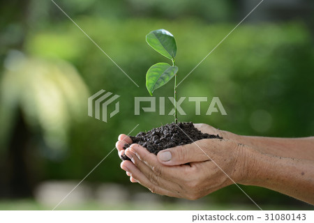 Hands holding a green young plant Hands holding a green young plant 31080143