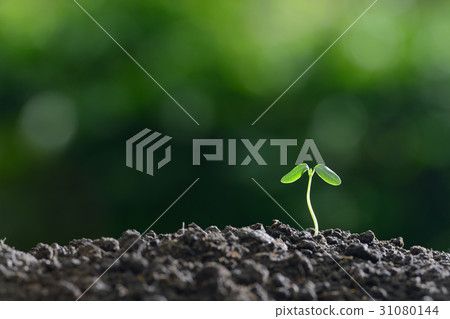 Young plant in the morning Young plant in the morning 31080144