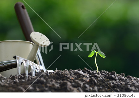 Young plant and garden equipments 31080145