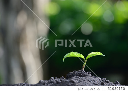 Young plant in the morning 31080150