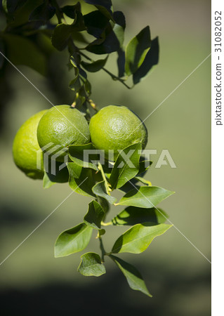 Orange tree with fruits ripen in the garden Orange tree with fruits ripen in the garden 31082052