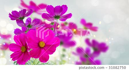 Cosmos pink flowers Cosmos pink flowers 31082750