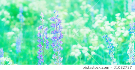 Violet lupine flowers 31082757