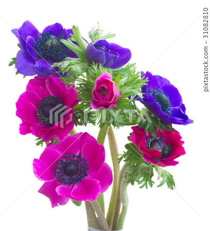 Anemones on white Anemones on white 31082810