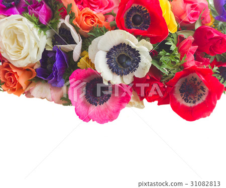 Anemones on white Anemones on white 31082813