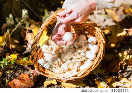 Woman collecting mushrooms in basket Woman collecting mushrooms in basket 31083571