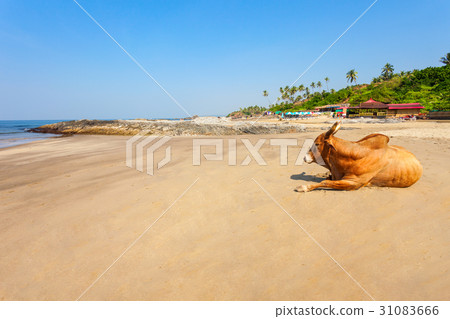Beach in Goa, India 31083666