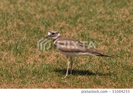 Killdeer Killdeer 31084255