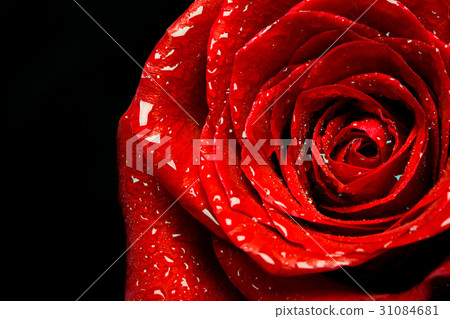 Red rose closeup on black background 31084681