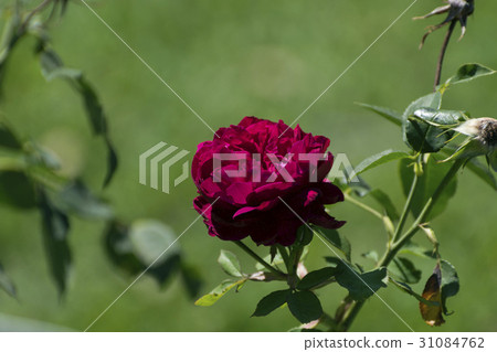 Single Dark Crimson Red Rose In Full Bloom Stock Photo 31084762 Single Dark Crimson Red Rose In Full Bloom