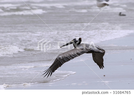 Brown Pelican flying low over waves on a beach 31084765