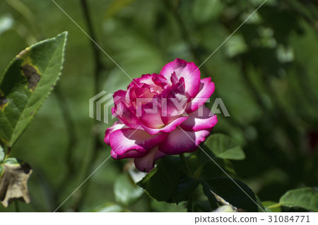 Gorgeous pink and white rose in full bloom 31084771