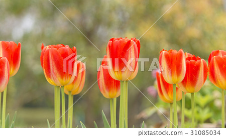 Tulip 16: 9 31085034